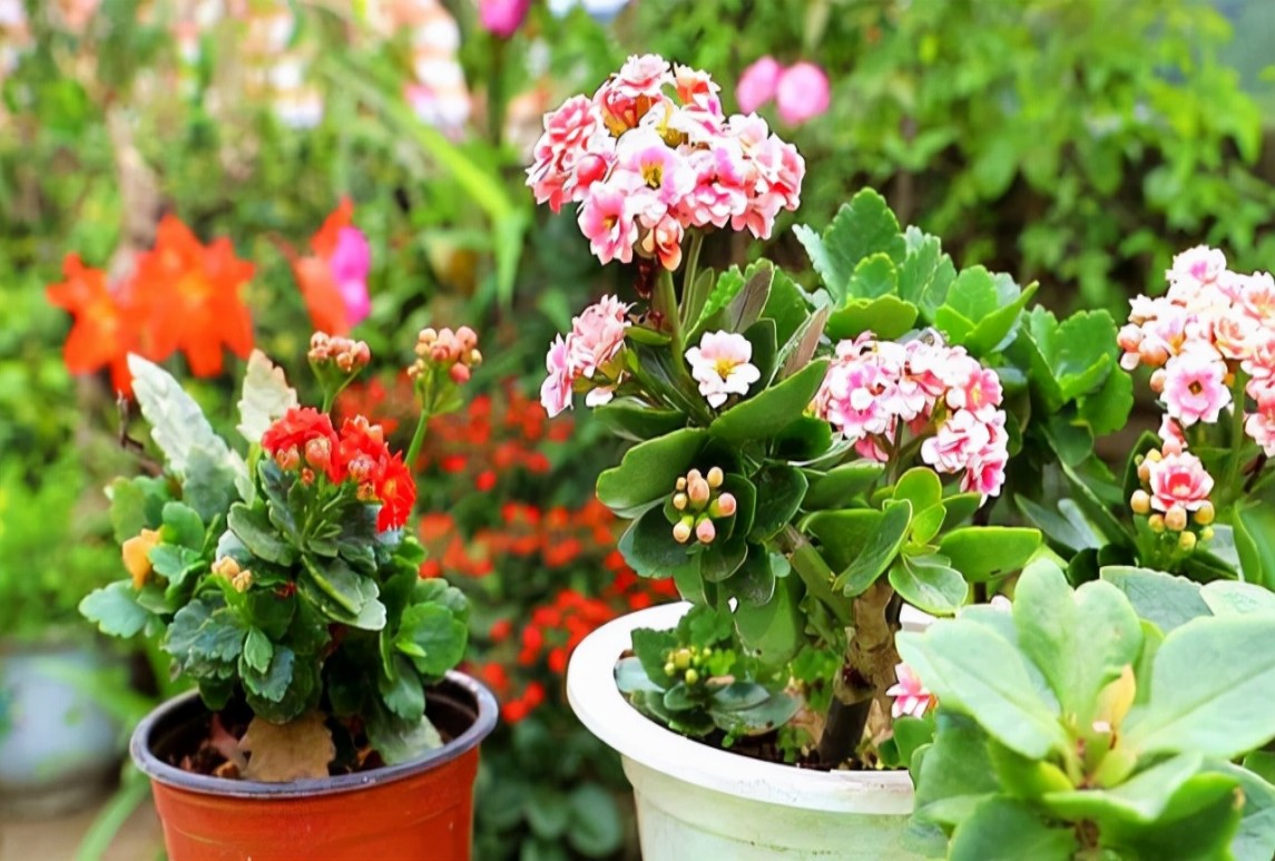 養(yǎng)花5大技巧